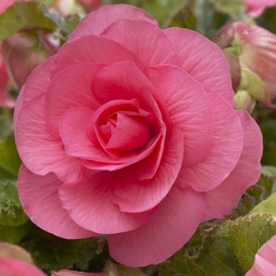Бігонія Double Pink (Дабл Пінк)
