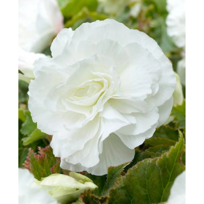 Бігонія Double White (Дабл Уайт)