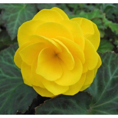 Бігонія Double Yellow (Дабл Єллоу)