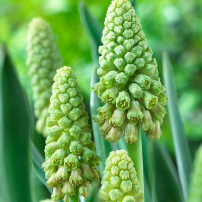 Бельвалія Green Pearl (Грін Перл)