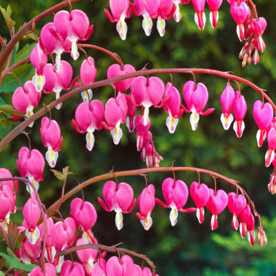Діцентра Spectabilis