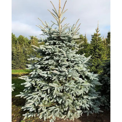 Ялина колюча Глаука (Picea pungens Glauca)/H 40-50 см, C3