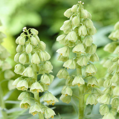 Фрітілярія Ivory Bells