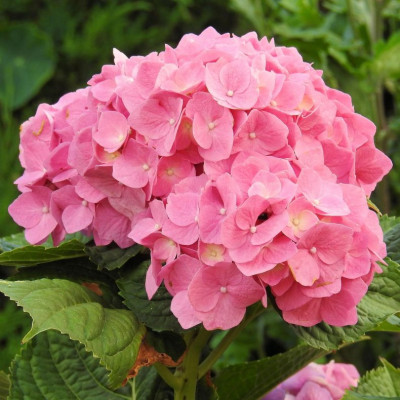 Гортензія великолисткова Адула Пінк (Аdula Pink)