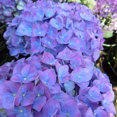 Гортензія великолисткова Джип Блу (Jip Blue)