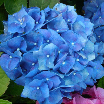 Гортензія великолисткова Маріне Блу (Marine Blue)