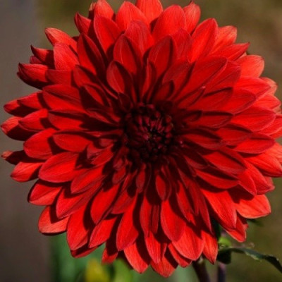Жоржина Garden Wonder
