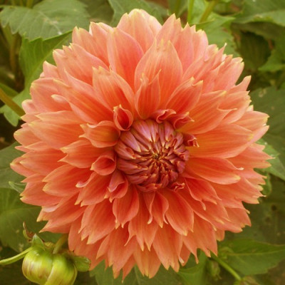 Георгина Orange Fubuki