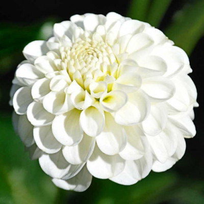 Жоржина Snowflake