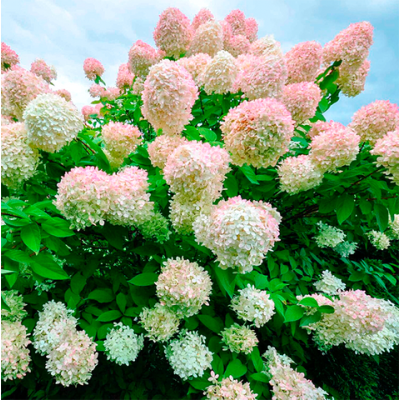 Гортензія метельчата Grandiflora (Грандіфлора) / дворічна, p9