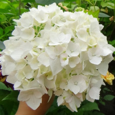 Гортензія великолисткова Фест Вайт (First White) з квіткою / трьохрічна, ЗКС