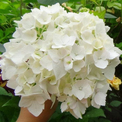 Гортензия крупнолистная Фест Вайт (First White) с цветком / трехлетняя, ЗКС