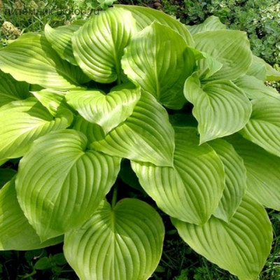 Хоста Овата (Ovata) / кореневище