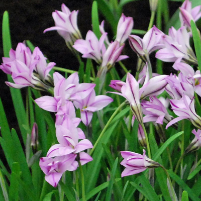 Калохортус Ipheion Tessa / 3 шт.