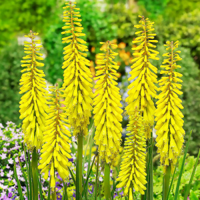 Книфофия Sunningdale Yellow / кореневище