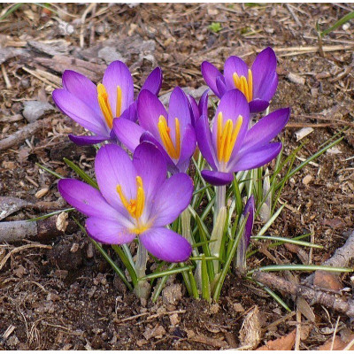 Крокус Whitewell Purple / 3 шт.