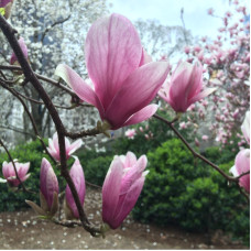 Магнолія Суланжа Rustica Rubra (Рустика Рубра) / щеплена