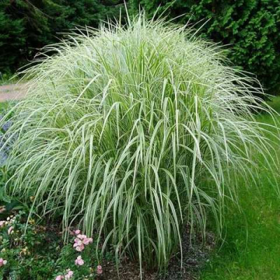 Мискантус Variegatus (Варигатус) / корневище