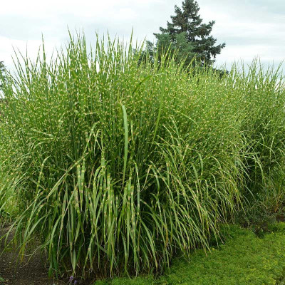 Мискантус Zebrinus (Зебринус) / корневище