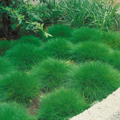 Овсяница Готье (Festuca gautieri) / ЗКС