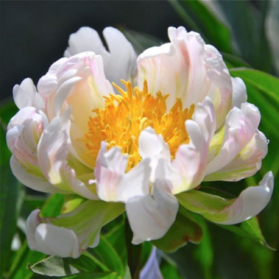 Півонія Трав'яниста Green Lotus (Грін Лотус) кореневище