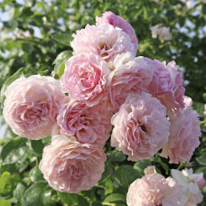 Плетиста троянда Розе де Толбіак (Rose de Tolbiac)