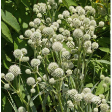 Миколайчик Yuccifolium