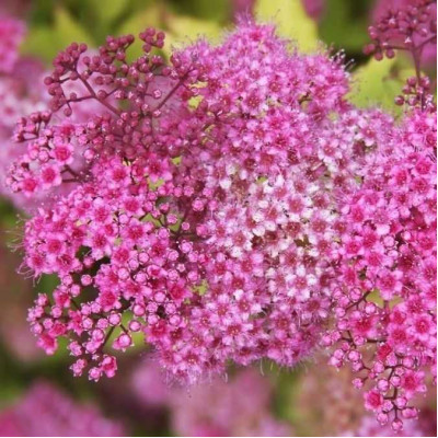 Спірея Macrophylla (Макрофіла) / ЗКС