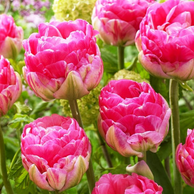 Тюльпани Up Pink (Ап Пінк) (2 шт.)