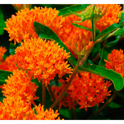 Ваточник Tuberosa