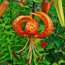 Лілія Lancifolium (ланцетолистна)