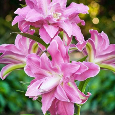 Лілія Lotus Joy