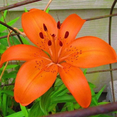 Лилия Orange Pixie