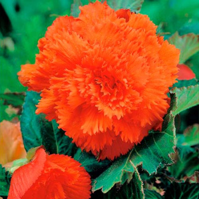 Бігонія Fimbriata Оранжева