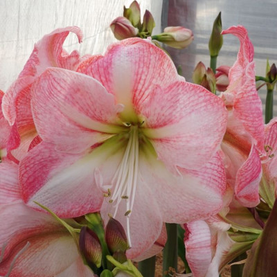 Амариллис Blossom Grandise