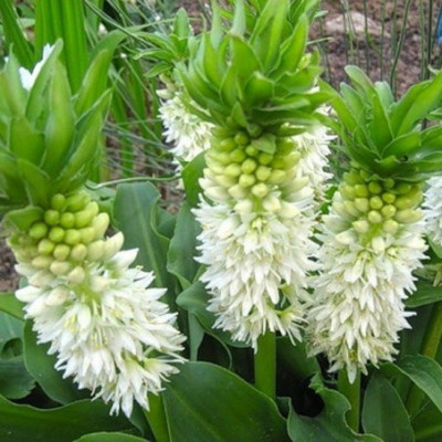 Еукоміс Autumnalis