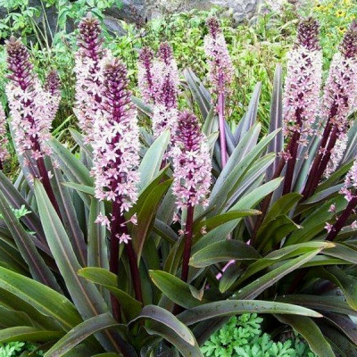 Еукоміс Comosa