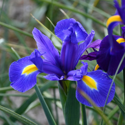 Ірис Hollandica Blue Magic / цибулини, 2 шт