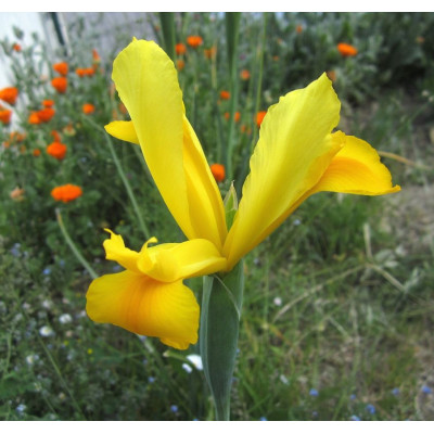 Ірис Hollandica Golden Harvest / цибулини, 2 шт