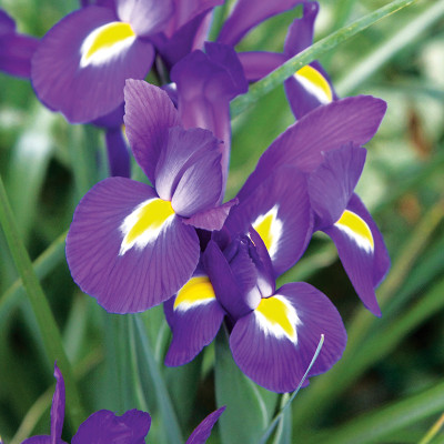Ірис Hollandica Purple Sensation / (2 шт.)