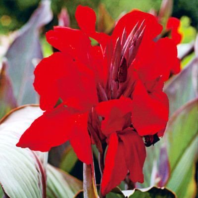 Канна Ambassador