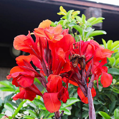 Канна Black Knight