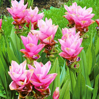 Куркума Alismatifolia