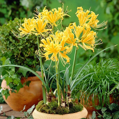 Лікоріс Aurea (1 шт)
