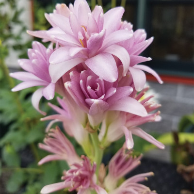 Поліантес Pink Sapphire 5/6