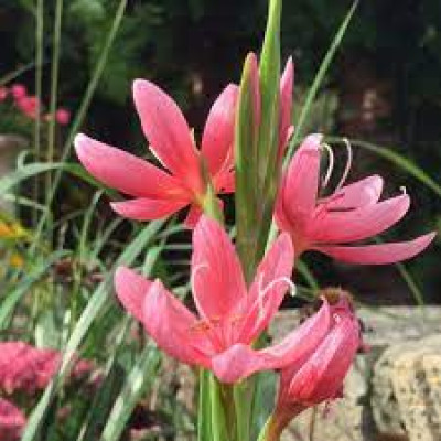 Схизолитис Rosea