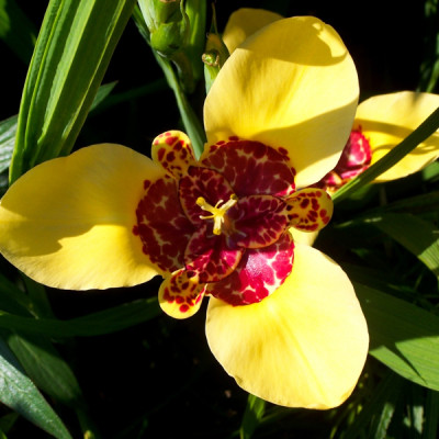 Тігрідія Canariensis (3 шт.)
