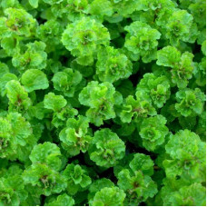Мята кудрявая Криспа (Mentha Crispa)