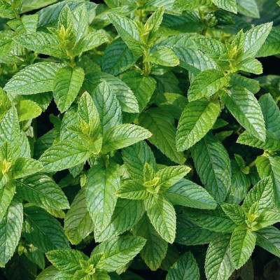 Мята Ментоловая (Mentha Peppermint mentol)