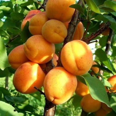 Абрикос Лескоре (дворічний)